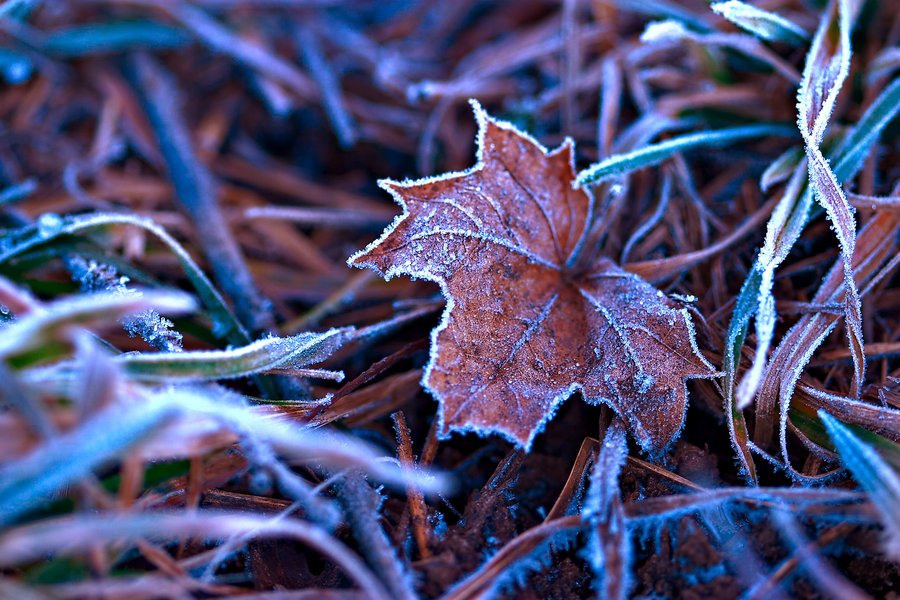 fall_frost_on_the_leaves_by_horsefeathers1-d340ajr.jpg